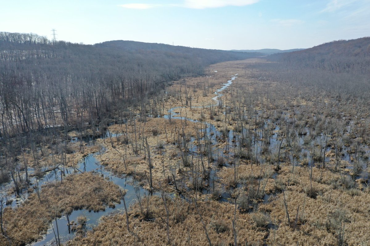 Lamington, NJ - NJDEP| Fish & Wildlife | WMA of the Month - Black River